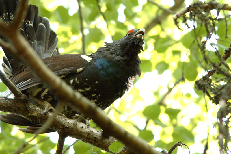 Metso Tetrao urogallus