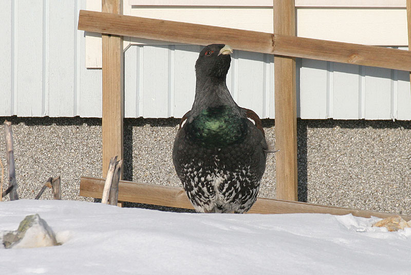 Metso Tetrao urogallus