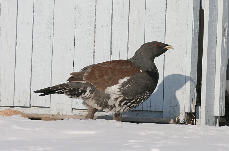 Metso Tetrao urogallus