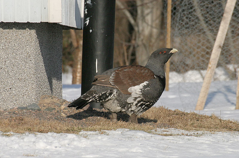 Metso Tetrao urogallus