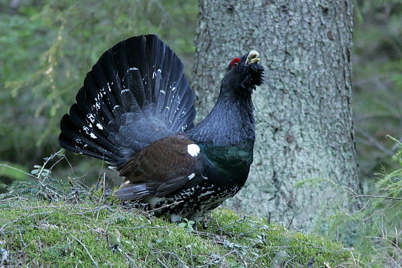 Metso Tetrao urogallus