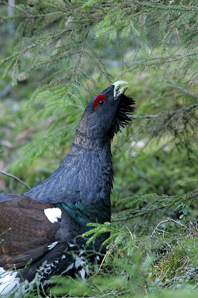 Metso Tetrao urogallus
