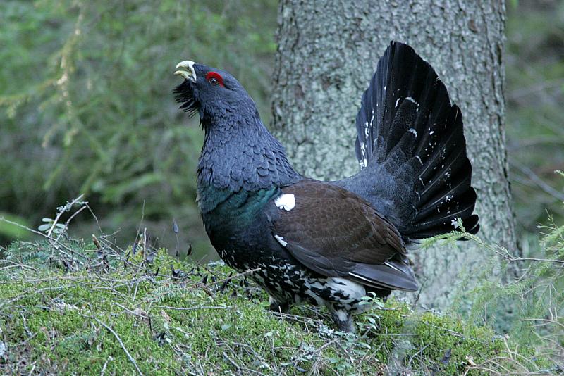 Metso Tetrao urogallus