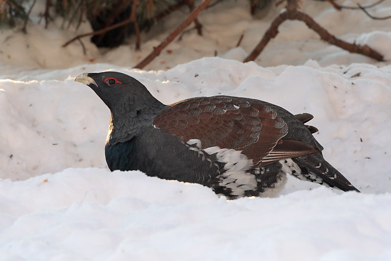 Metso Tetrao urogallus