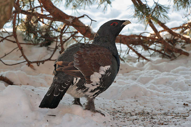 Metso Tetrao urogallus