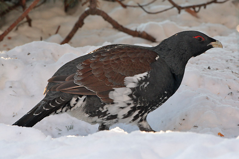 Metso Tetrao urogallus