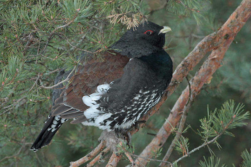Metso Tetrao urogallus