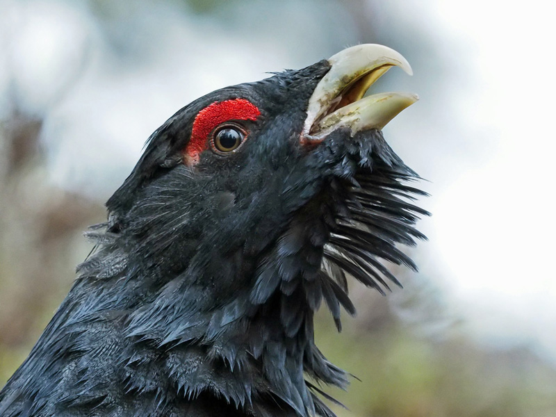 Metso Tetrao urogallus