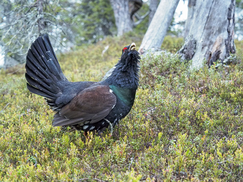 Metso Tetrao urogallus