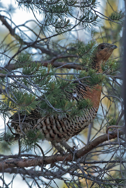 Metso Tetrao urogallus