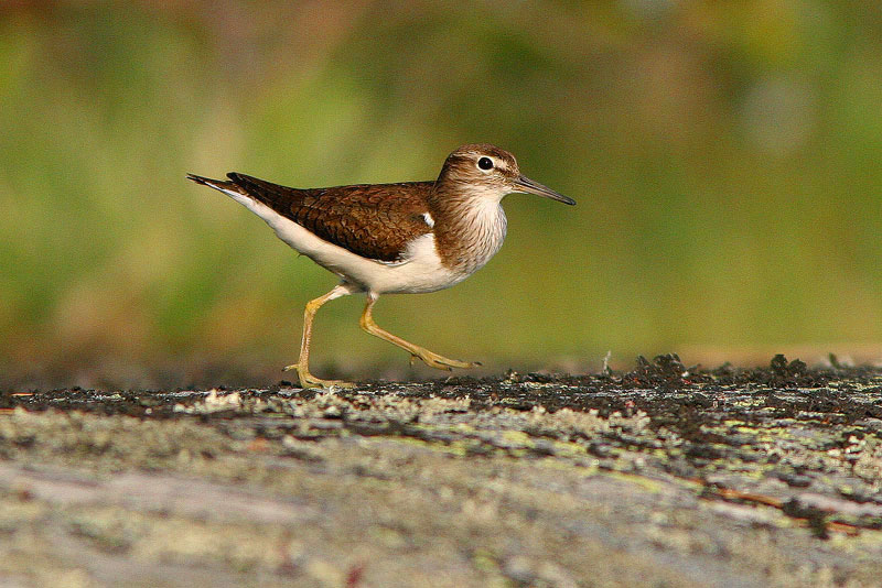 Rantasipi, Common Sandpiper (Actitis hypoleucos)