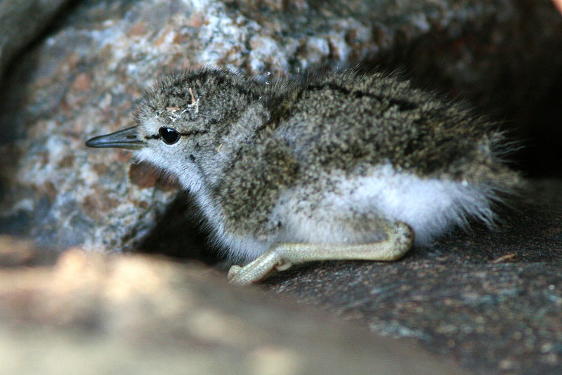 Rantasipi, Common Sandpiper (Actitis hypoleucos)