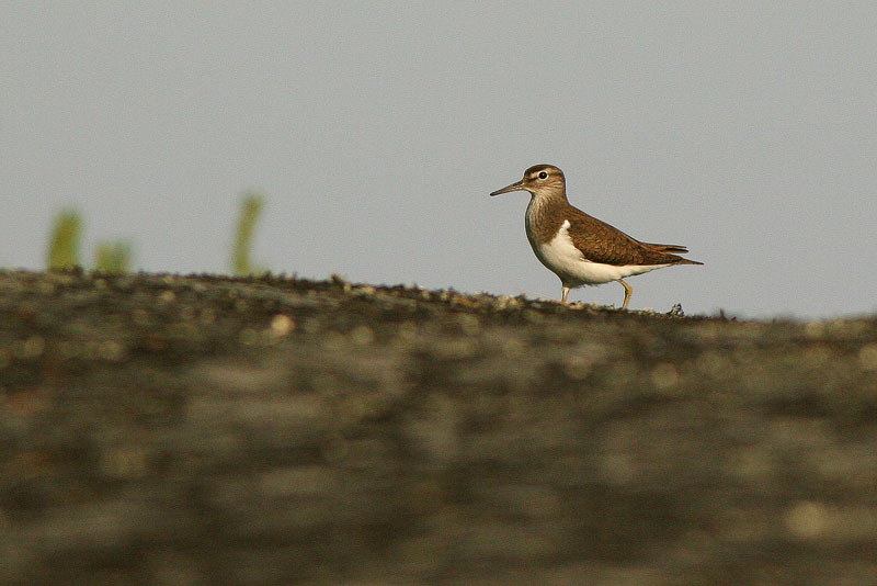 Rantasipi, Common Sandpiper (Actitis hypoleucos)