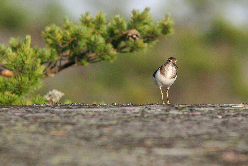 Rantasipi, Common Sandpiper (Actitis hypoleucos)