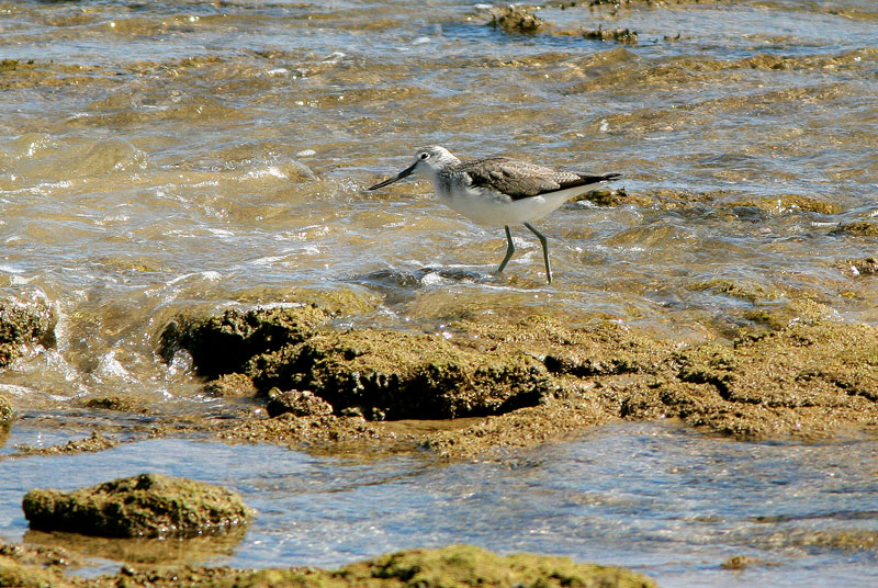 Valkoviklo Tringa nebularia