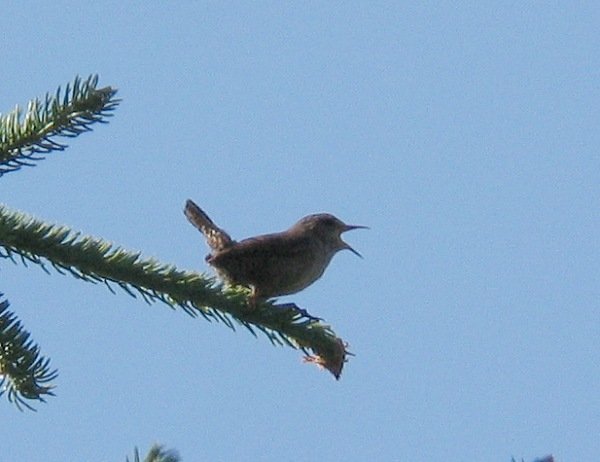 Peukaloinen