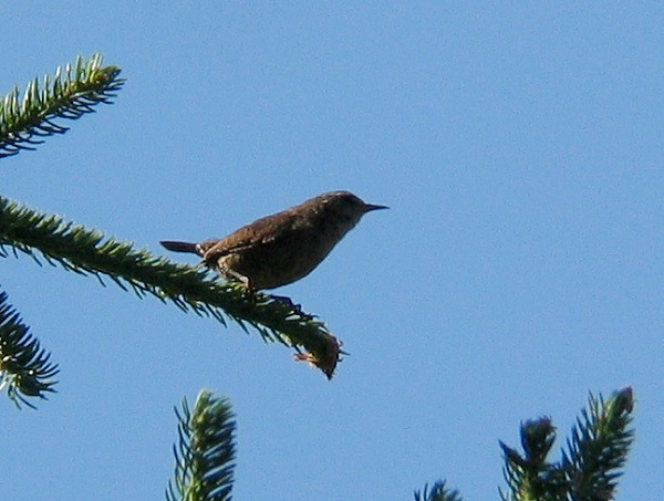 Peukaloinen