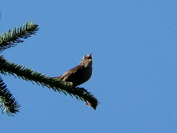 Peukaloinen