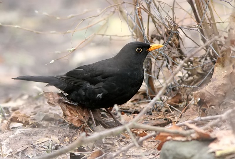 Mustarastas (Turdus merula)