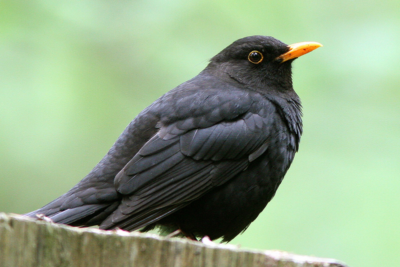 Mustarastas (Turdus merula)