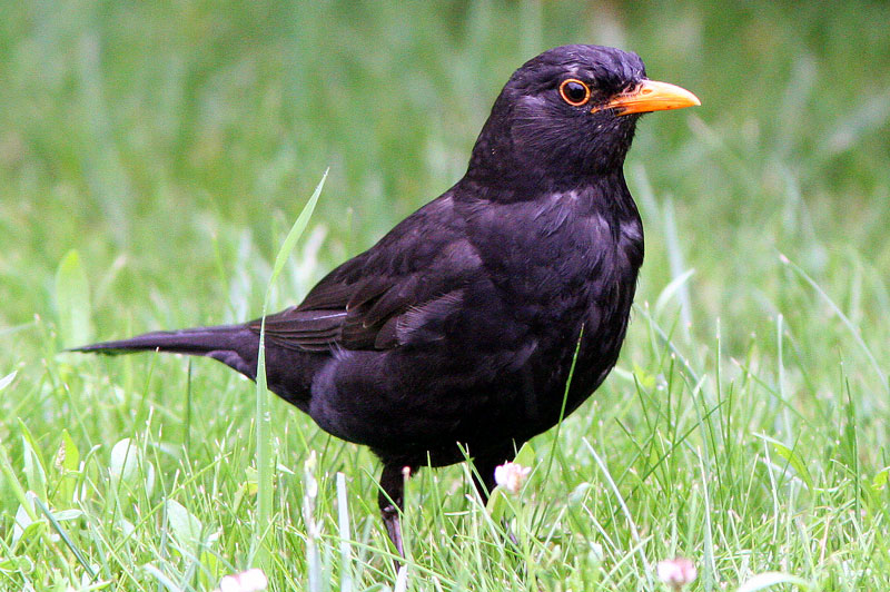 Mustarastas (Turdus merula)