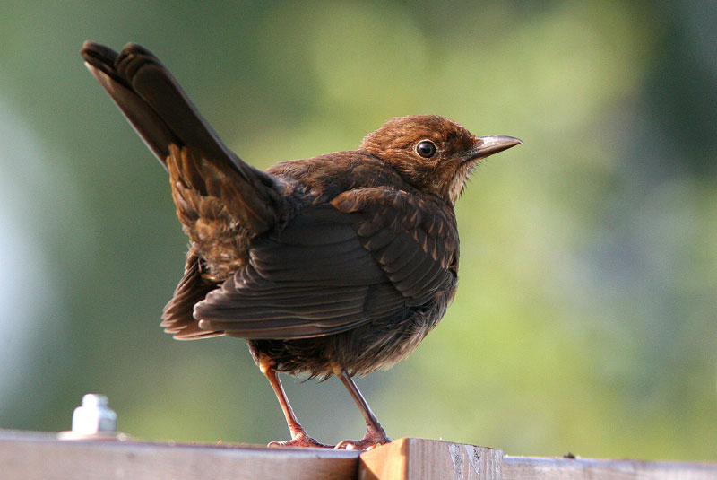 Mustarastas (Turdus merula)