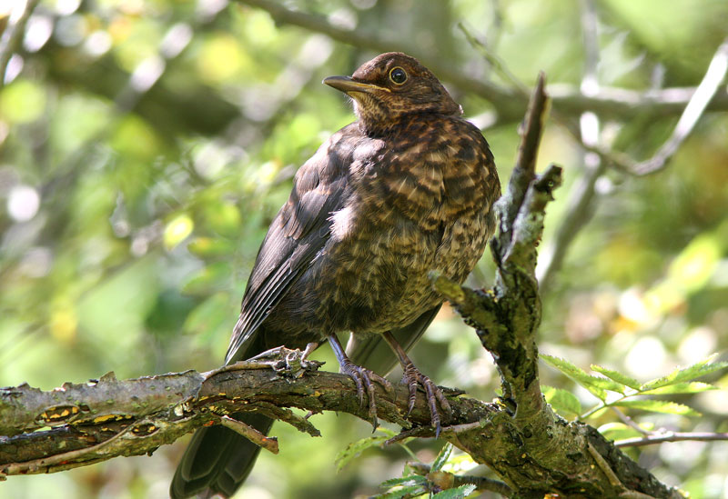Mustarastas (Turdus merula)