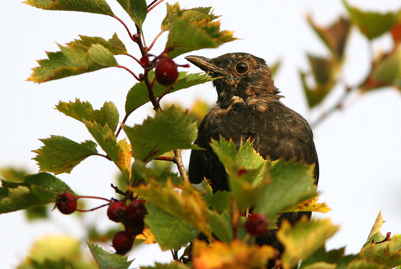 Mustarastas (Turdus merula)