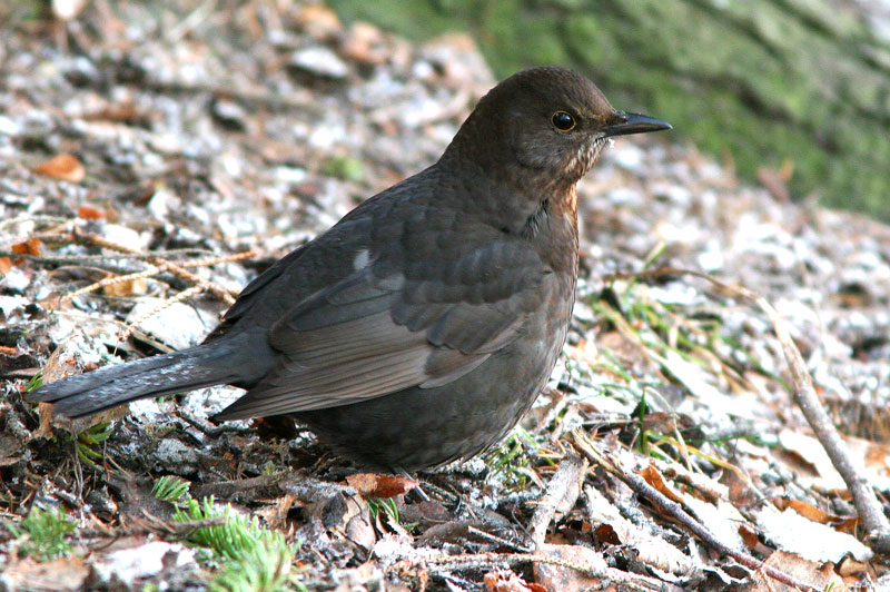 Mustarastas (Turdus merula)