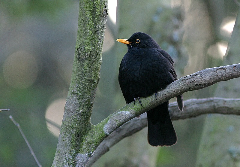 Mustarastas (Turdus merula)
