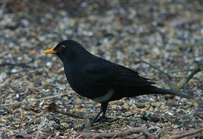 Mustarastas (Turdus merula)