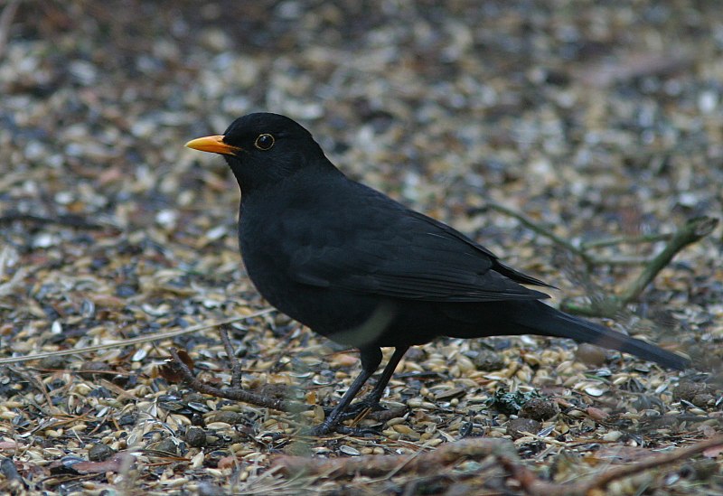 Mustarastas (Turdus merula)