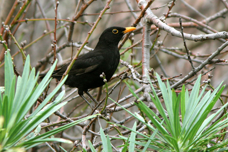 Mustarastas Turdus merula