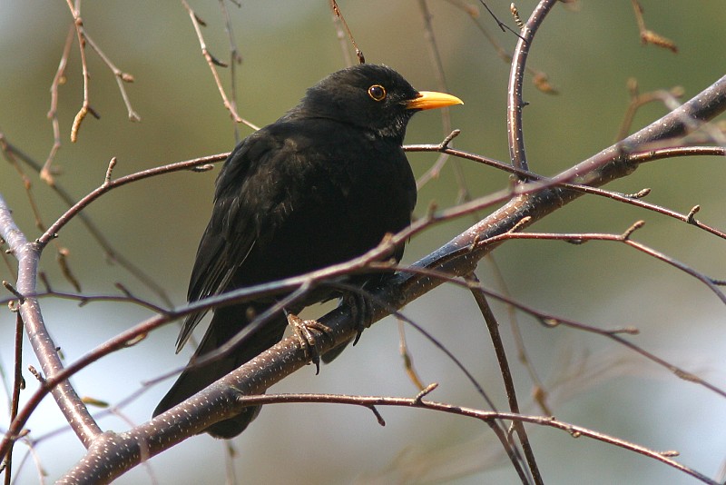 Mustarastas (Turdus merula)