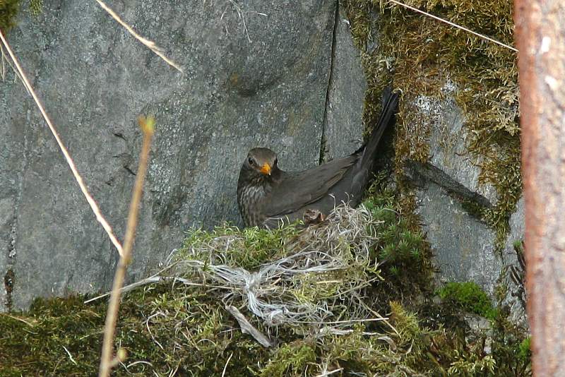 Mustarastas (Turdus merula)