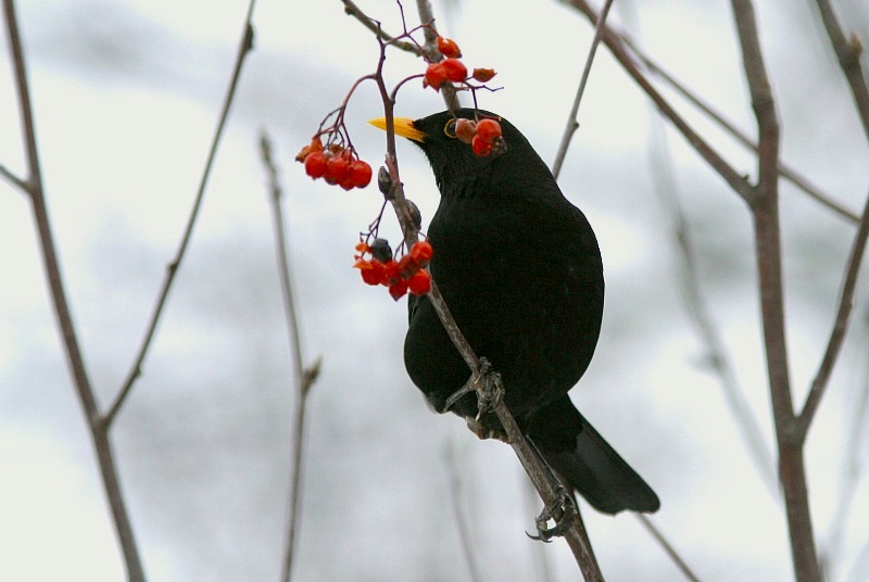 Mustarastas (Turdus merula)