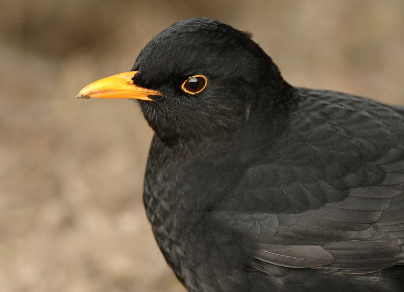 Mustarastas (Turdus merula)