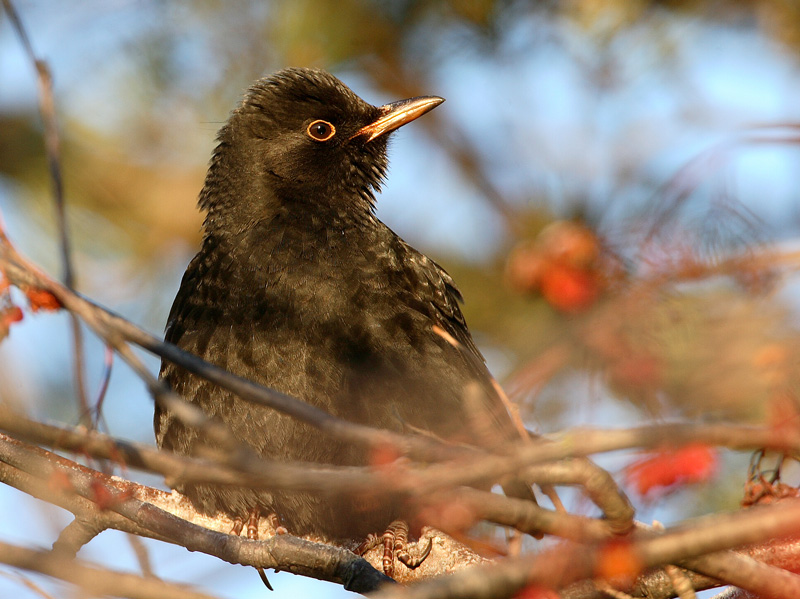 Mustarastas (Turdus merula)