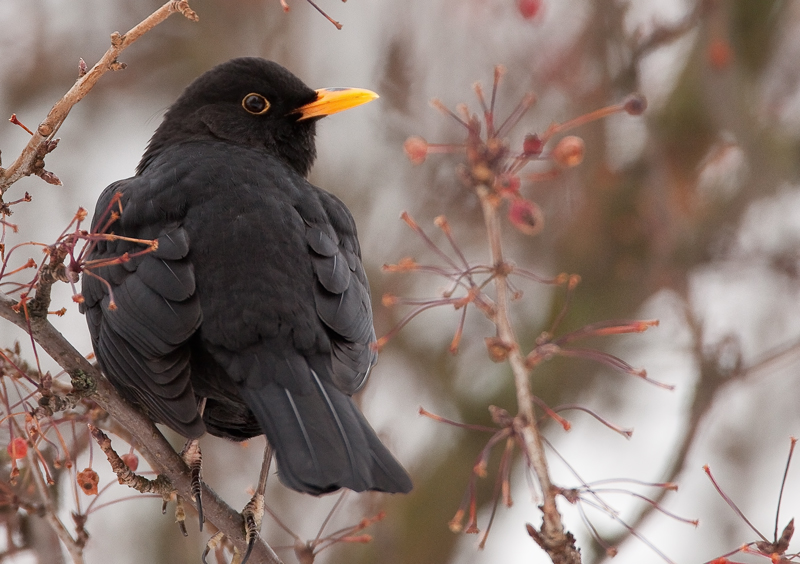 Mustarastas (Turdus merula)