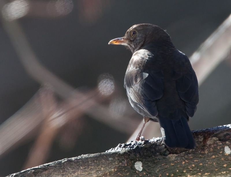 Mustarastas (Turdus merula)