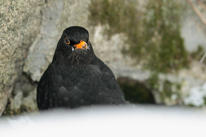 Mustarastas (Turdus merula)