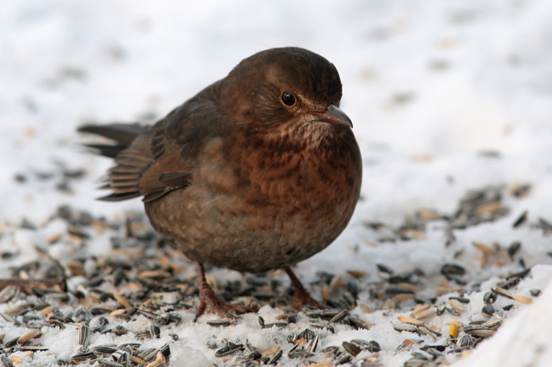 Mustarastas (Turdus merula)