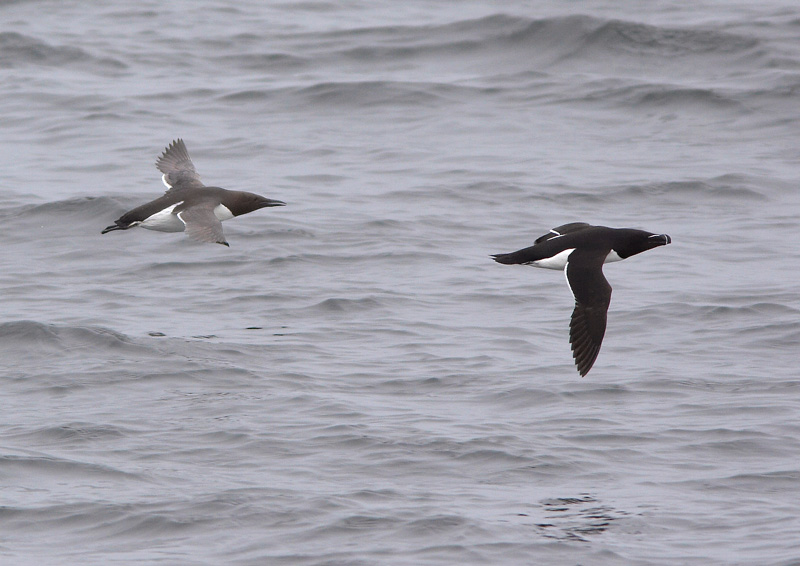 Etel�nkiisla Uria aalge