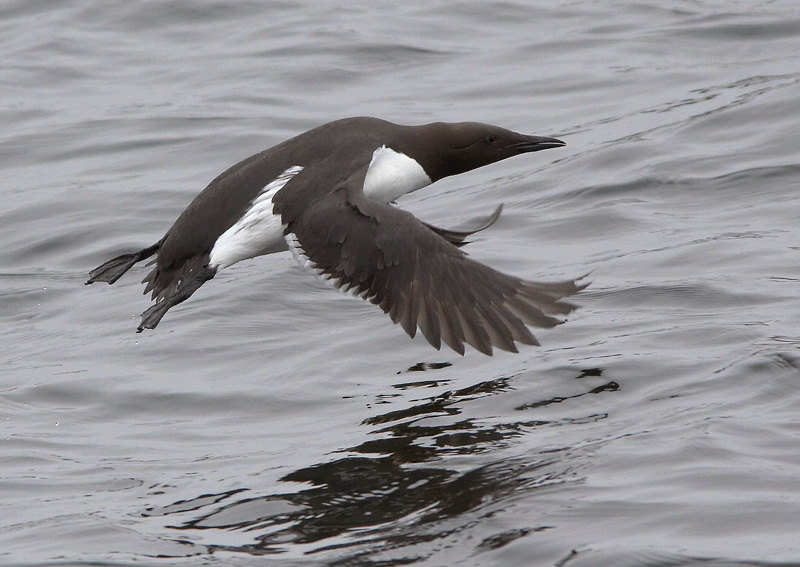 Etel�nkiisla Uria aalge