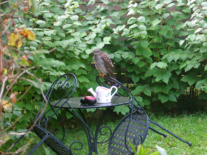 Varpushaukka Accipiter nisus