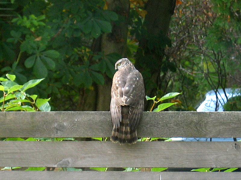 Varpushaukka Accipiter nisus