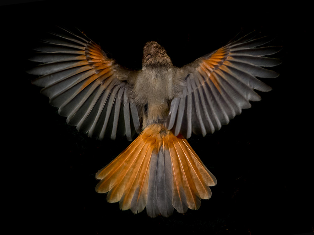 Kuukkeli Siberian Jay (Perisoreus infaustus)