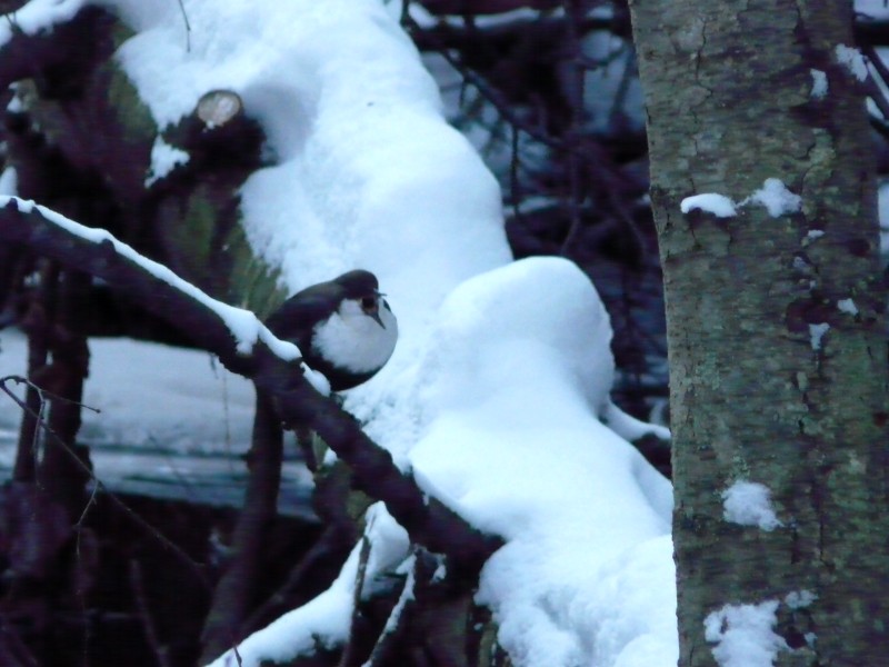 Koskikara White-throated Dipper (Cinclus cinclus)