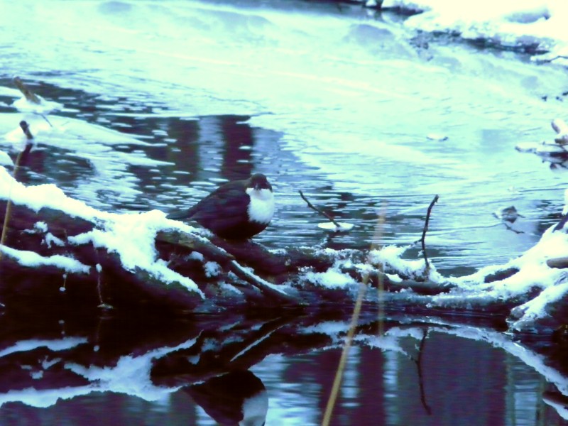 Koskikara White-throated Dipper (Cinclus cinclus)