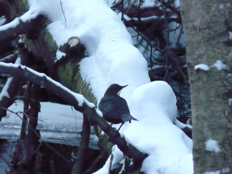 Koskikara White-throated Dipper (Cinclus cinclus)